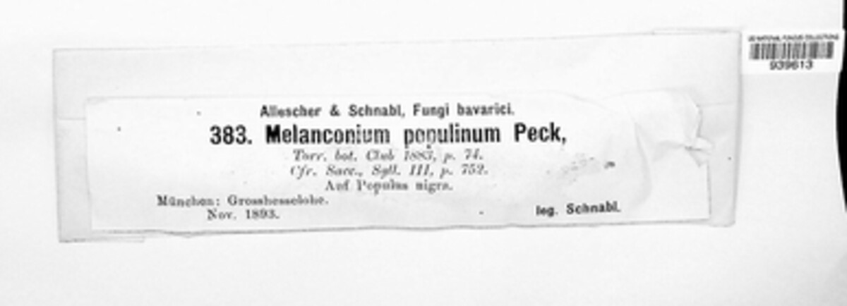 Melanconium populinum image